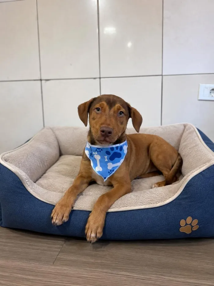 Cachorro raça SRD-ViraLata idade 2 a 6 meses nome Apollo