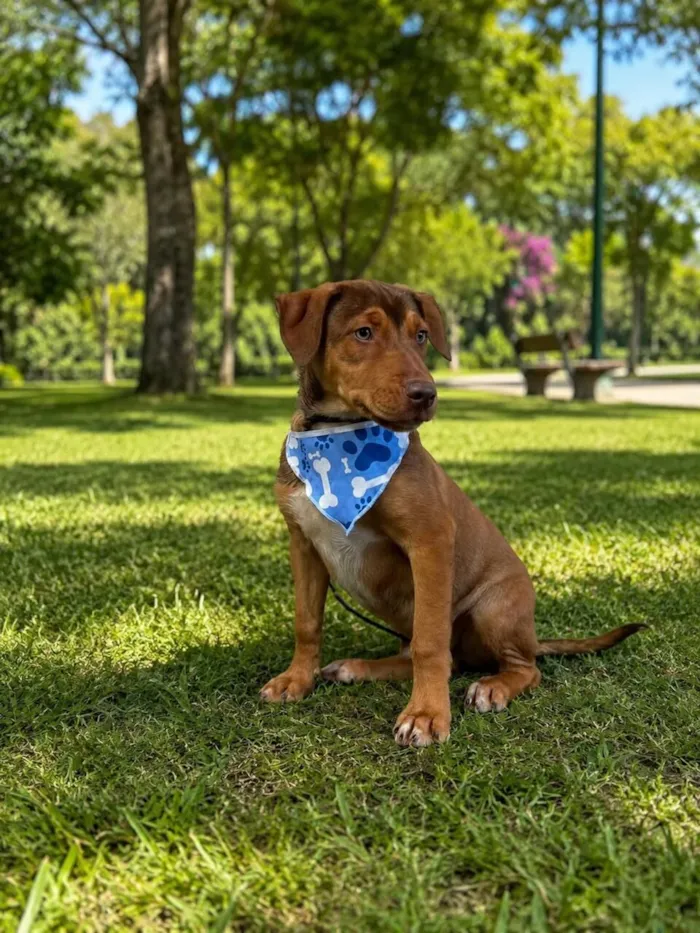 Cachorro raça SRD-ViraLata idade 2 a 6 meses nome Apollo