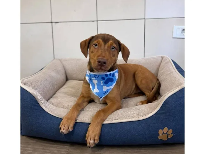 Cachorro raça SRD-ViraLata idade 2 a 6 meses nome Apollo