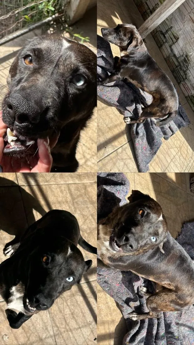 Cachorro raça SRD-ViraLata idade 1 ano nome MALU