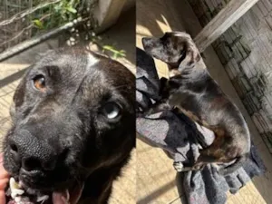 Cachorro raça SRD-ViraLata idade 1 ano nome MALU
