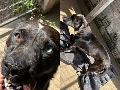 Cachorro raça SRD-ViraLata idade 1 ano nome MALU