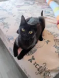 Pretinha