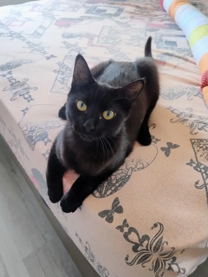 Gato raça SRD-ViraLata idade 7 a 11 meses nome Pretinha