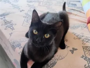 Gato raça SRD-ViraLata idade 7 a 11 meses nome Pretinha