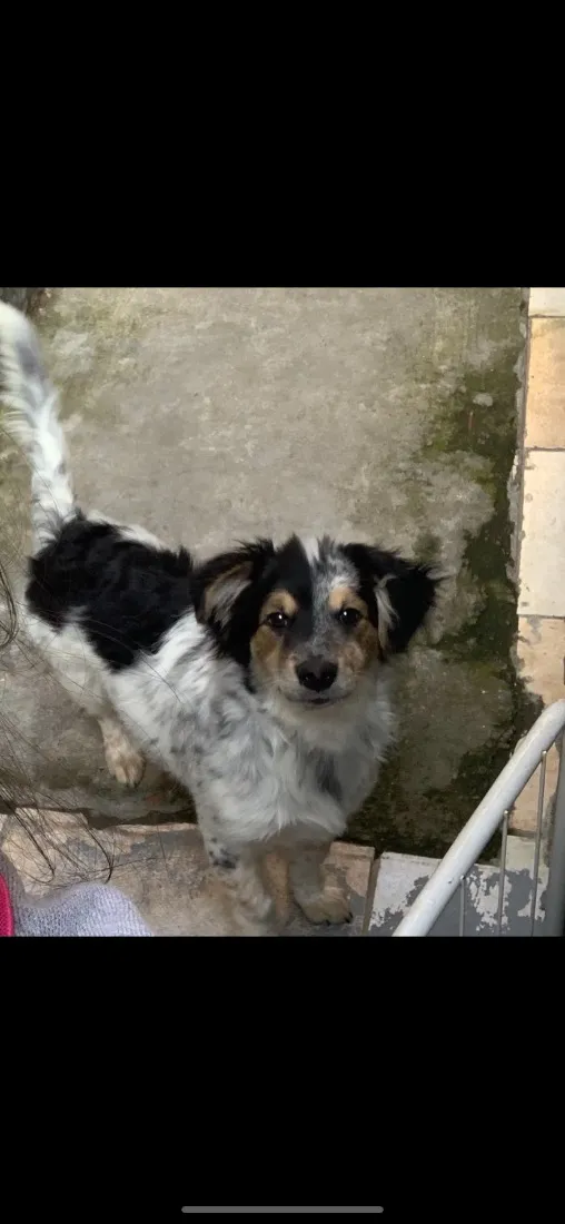 Cachorro raça SRD-ViraLata idade 2 anos nome Thor