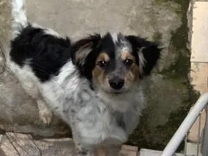 Cachorro raça SRD-ViraLata idade 2 anos nome Thor