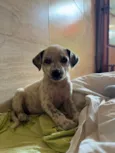 Cachorrinha fêmea filhote 