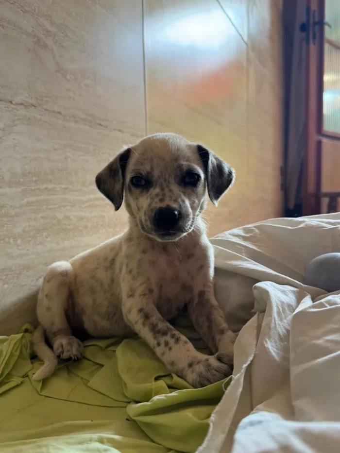 Cachorro raça Vira Lata / Dálmata  idade 2 a 6 meses nome Cachorrinha fêmea filhote 