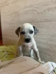 Cachorrinha fêmea filhote 