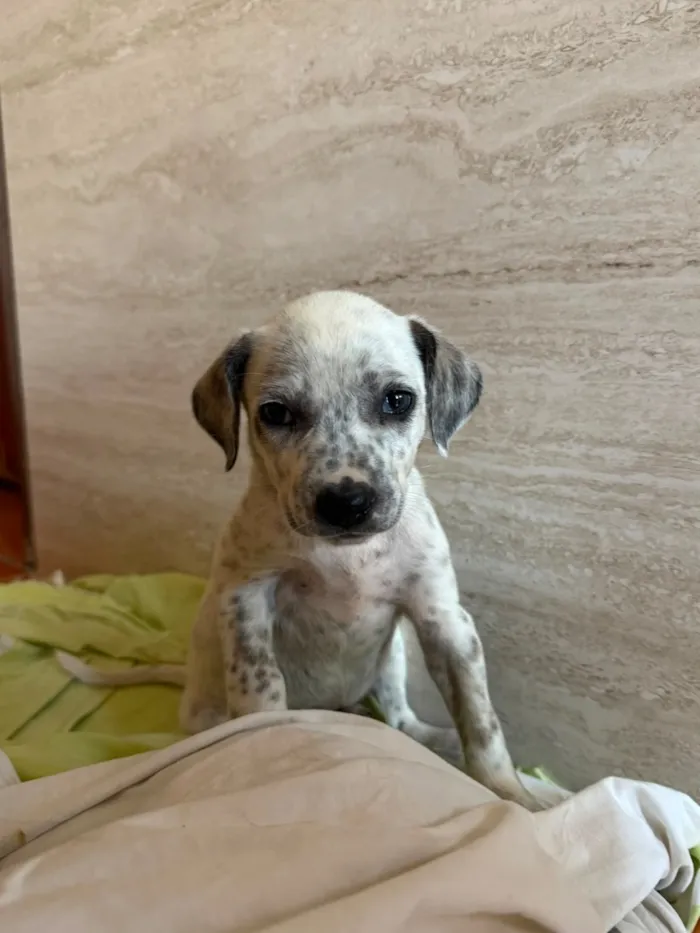 Cachorro raça Vira Lata / Dálmata  idade 2 a 6 meses nome Cachorrinha fêmea filhote 
