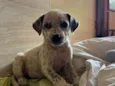 Cachorrinha fêmea filhote 