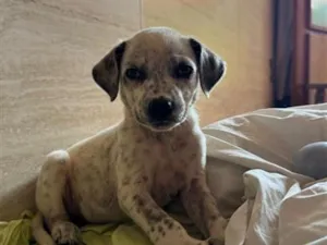 Cachorro raça Vira Lata / Dálmata  idade 2 a 6 meses nome Cachorrinha fêmea filhote 