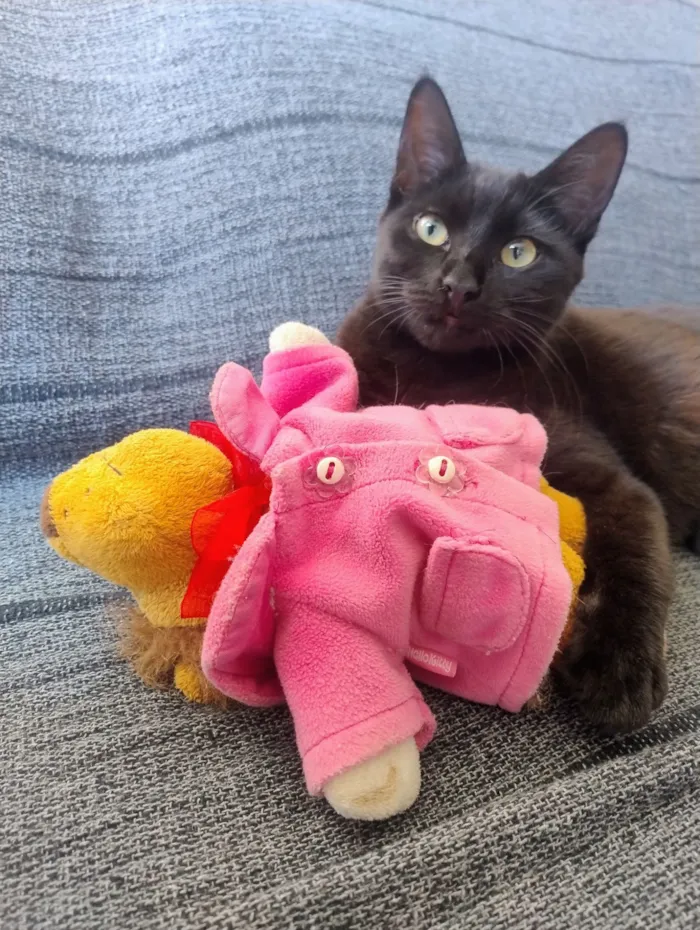 Gato raça SRD-ViraLata idade 7 a 11 meses nome Pretinha