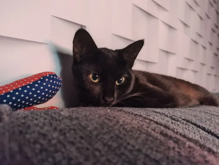 Gato raça SRD-ViraLata idade 7 a 11 meses nome Pretinha