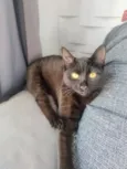Pretinha