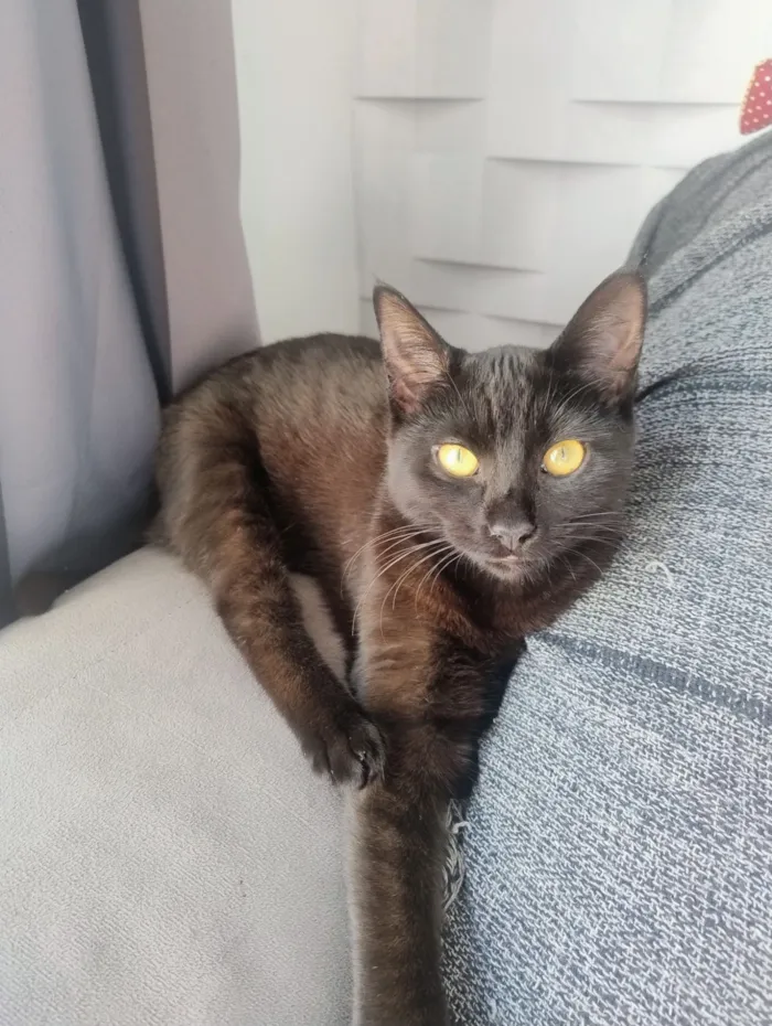 Gato raça SRD-ViraLata idade 7 a 11 meses nome Pretinha