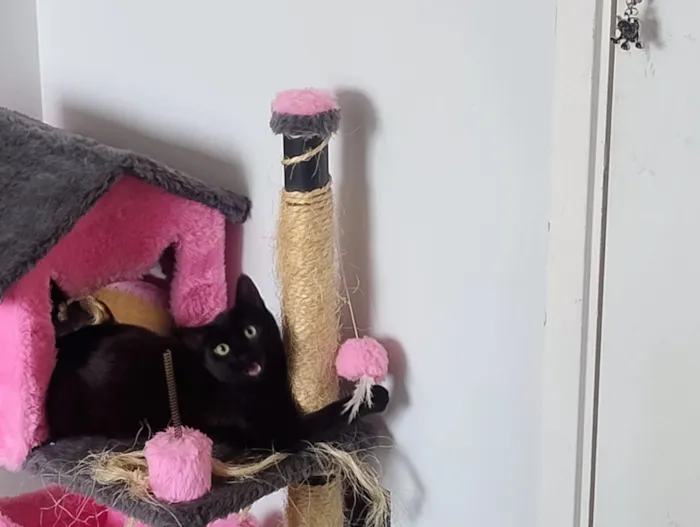 Gato raça SRD-ViraLata idade 7 a 11 meses nome Pretinha