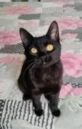 Pretinha