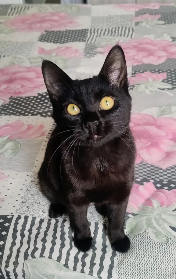 Gato raça SRD-ViraLata idade 7 a 11 meses nome Pretinha