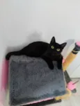 Pretinha