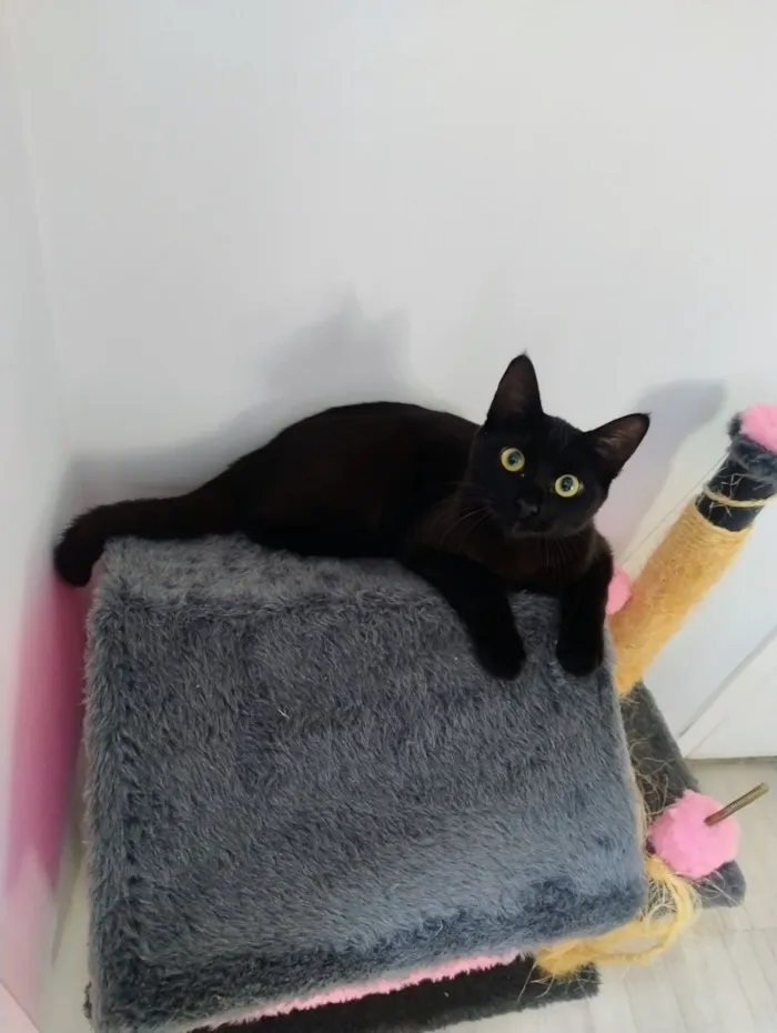 Gato raça SRD-ViraLata idade 7 a 11 meses nome Pretinha