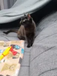 Pretinha