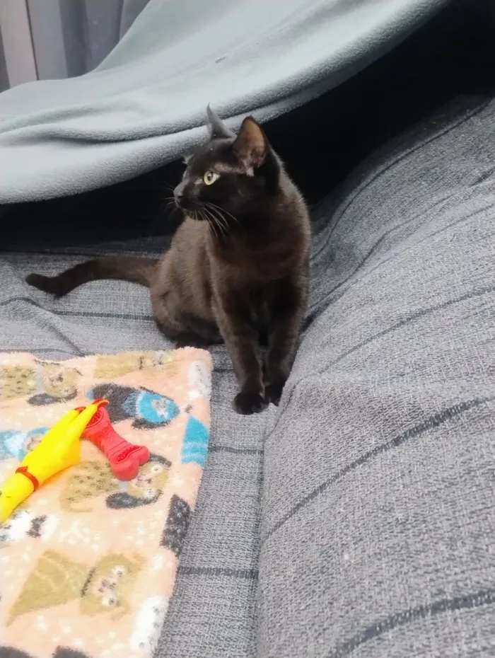 Gato raça SRD-ViraLata idade 7 a 11 meses nome Pretinha