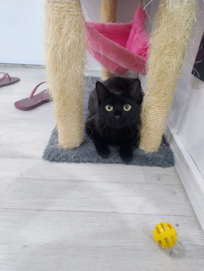 Gato raça SRD-ViraLata idade 7 a 11 meses nome Pretinha