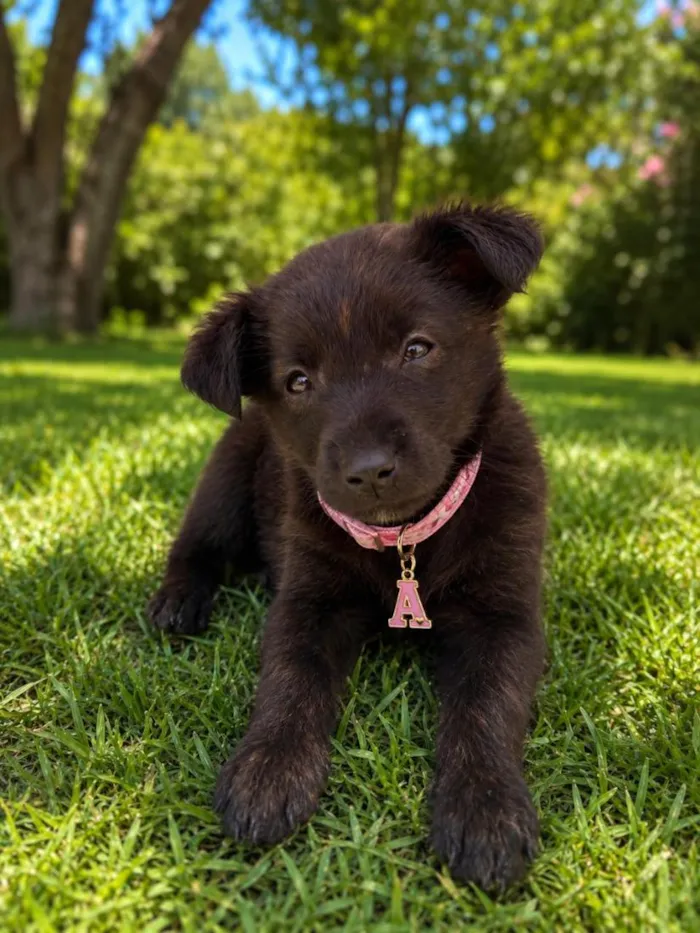 Cachorro raça SRD-ViraLata idade 2 a 6 meses nome Allegra