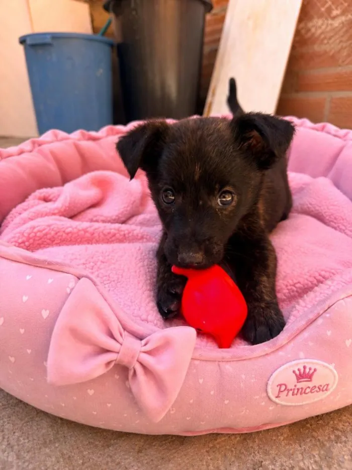 Cachorro raça SRD-ViraLata idade 2 a 6 meses nome Allegra