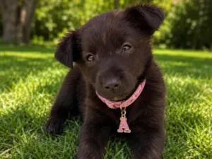 Cachorro raça SRD-ViraLata idade 2 a 6 meses nome Allegra