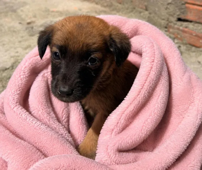 Cachorro raça SRD-ViraLata idade 2 a 6 meses nome Alice
