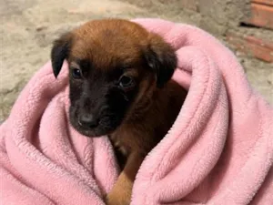 Cachorro raça SRD-ViraLata idade 2 a 6 meses nome Alice