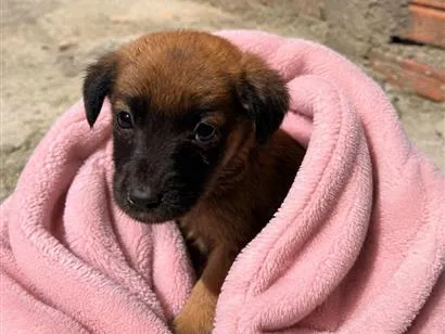 Cachorro raça SRD-ViraLata idade 2 a 6 meses nome Alice