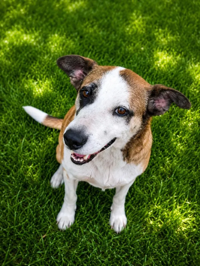 Cachorro raça SRD-ViraLata idade 2 anos nome Pandora