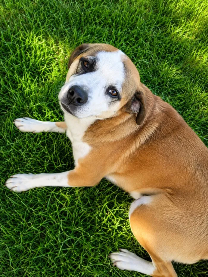 Cachorro raça SRD-ViraLata idade 2 anos nome Pandora