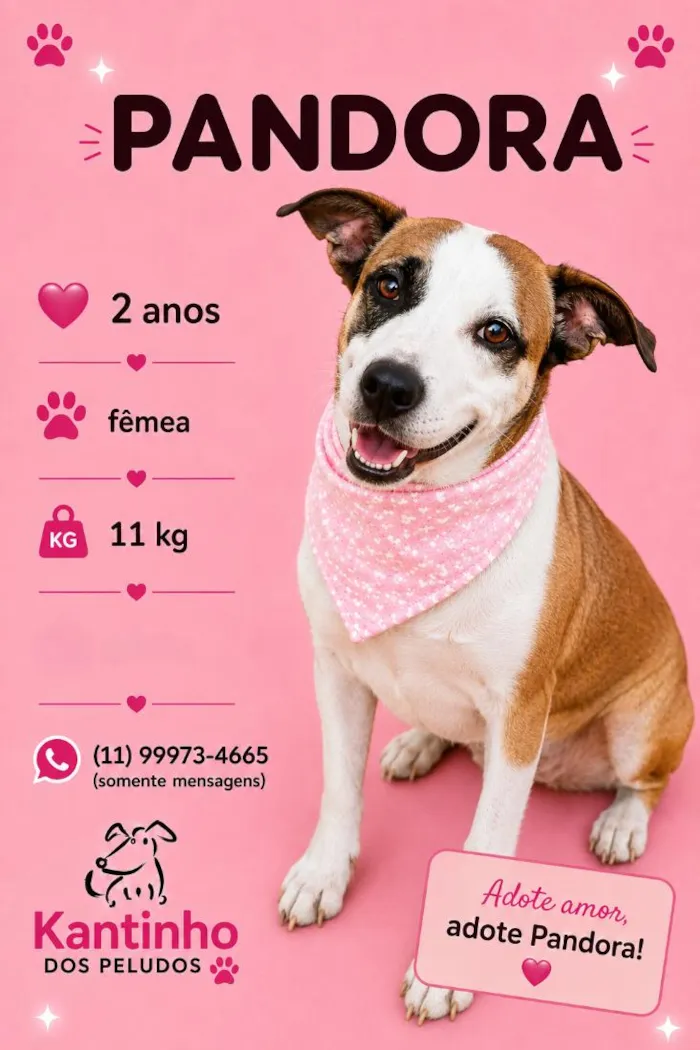 Cachorro raça SRD-ViraLata idade 2 anos nome Pandora