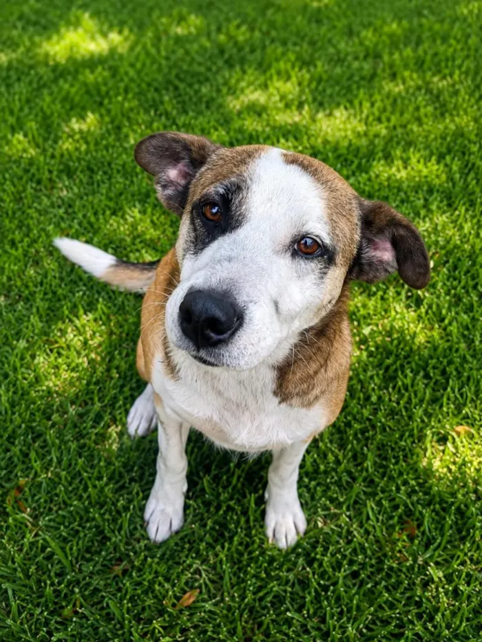 Cachorro raça SRD-ViraLata idade 2 anos nome Pandora