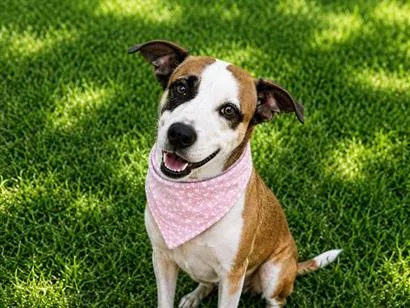 Cachorro raça SRD-ViraLata idade 2 anos nome Pandora