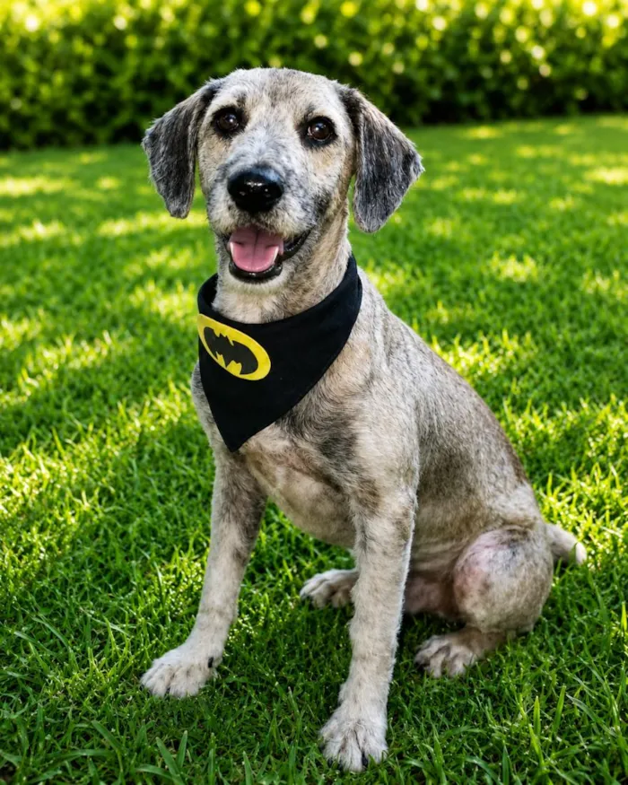 Cachorro raça SRD-ViraLata idade 2 anos nome Thomás 