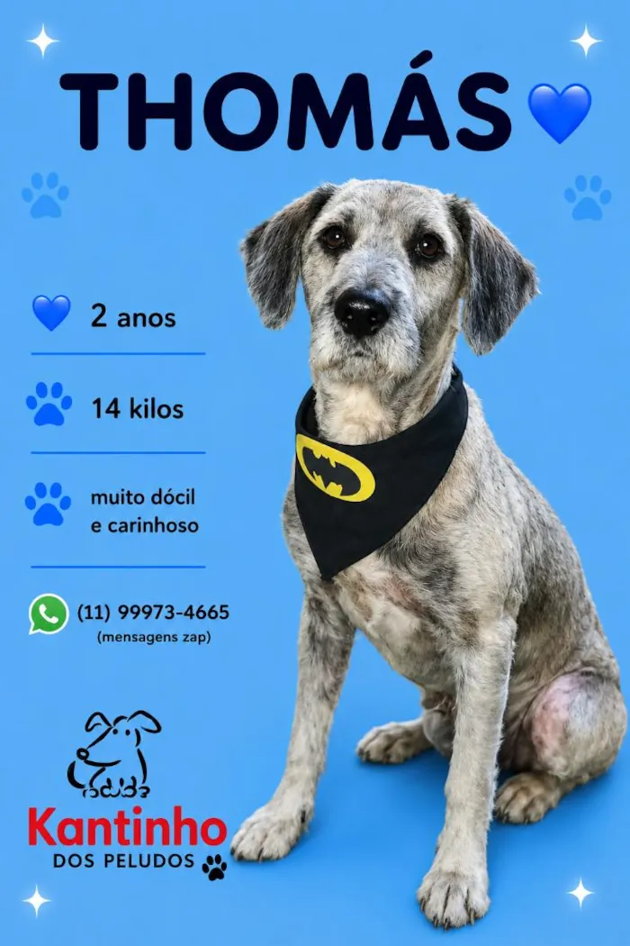Cachorro raça SRD-ViraLata idade 2 anos nome Thomás 