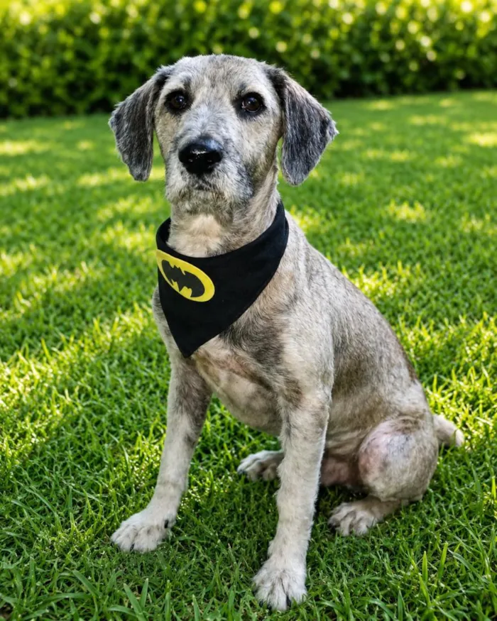Cachorro raça SRD-ViraLata idade 2 anos nome Thomás 