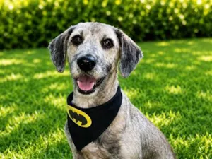 Cachorro raça SRD-ViraLata idade 2 anos nome Thomás 