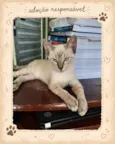 rajah