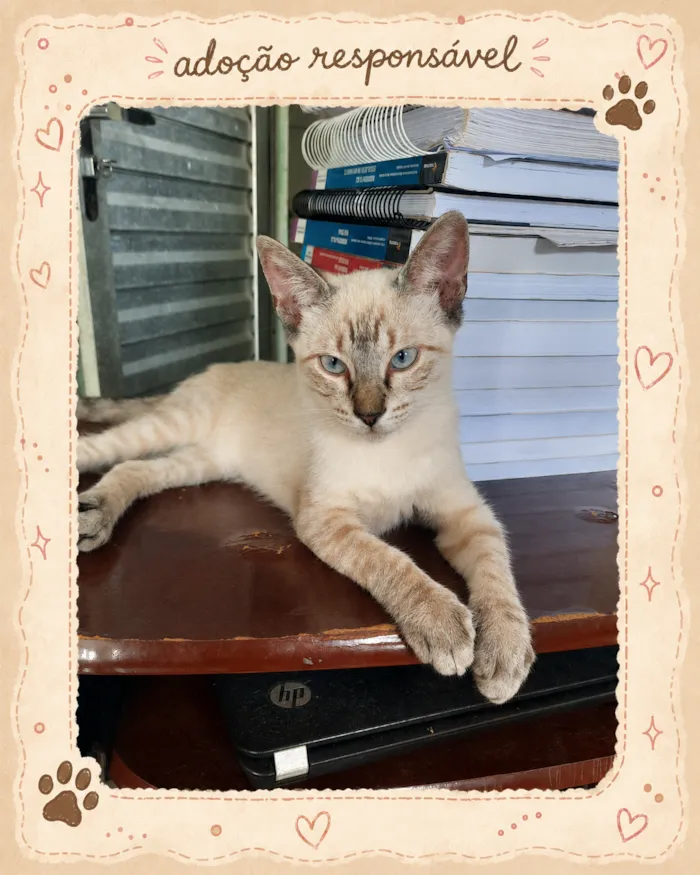 Gato raça Siamês idade 2 a 6 meses nome rajah