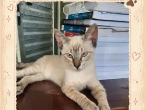 Gato raça Siamês idade 2 a 6 meses nome rajah