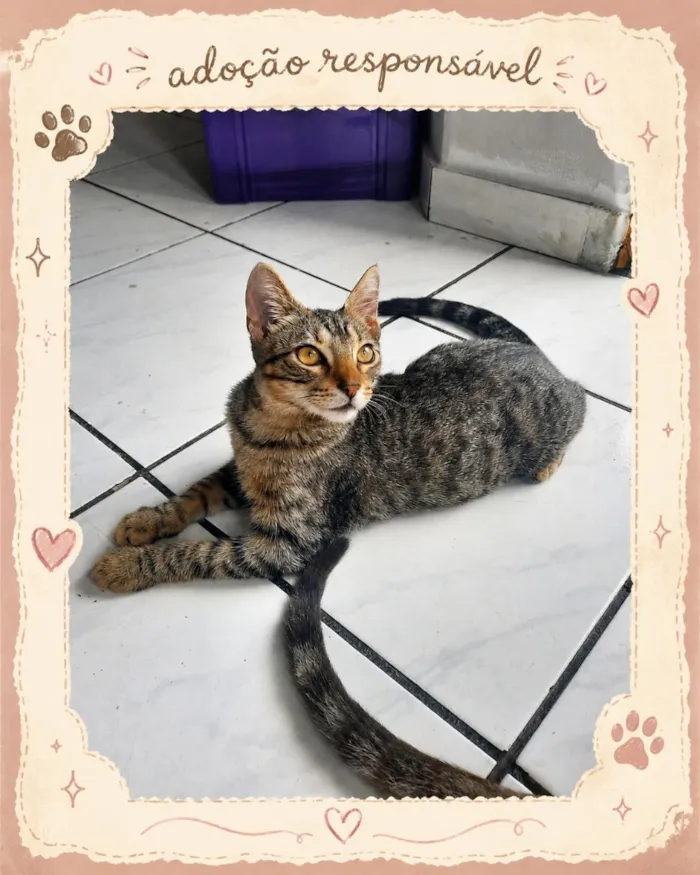 Gato raça SRD-ViraLata idade 2 a 6 meses nome mufasa