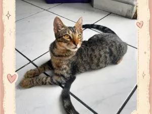 Gato raça SRD-ViraLata idade 2 a 6 meses nome mufasa