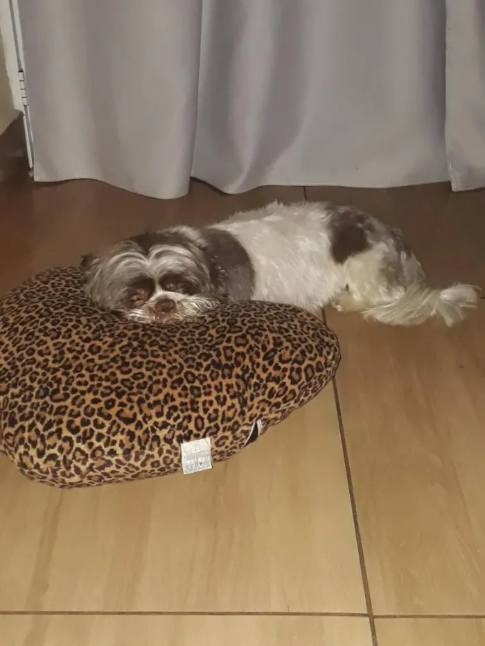 Cachorro raça Shitzu idade 4 anos nome floquinho